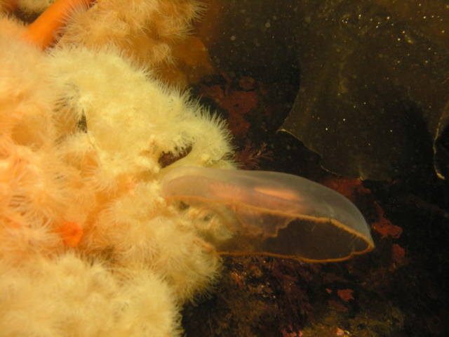 Белое море Белое море