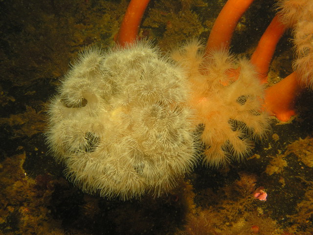 Белое море Белое море