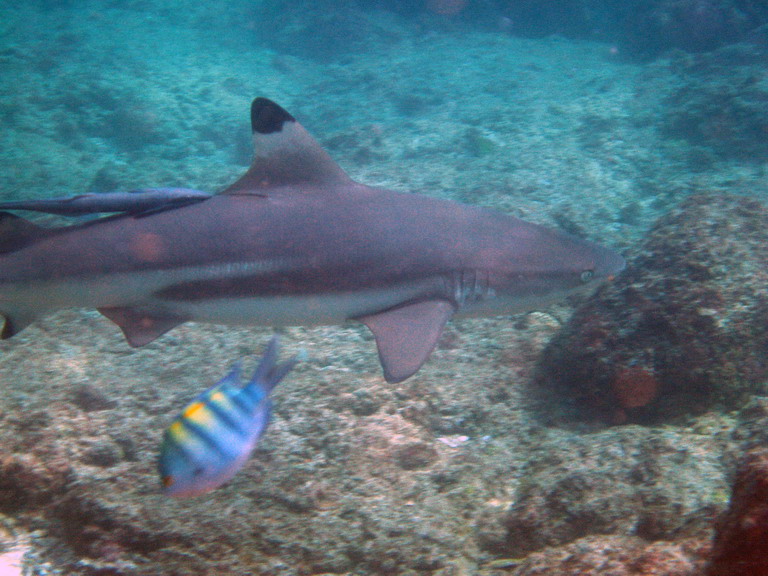 Подводный мир ОАЭ Подводный мир ОАЭ