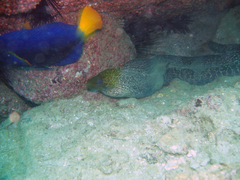 Подводный мир ОАЭ Подводный мир ОАЭ