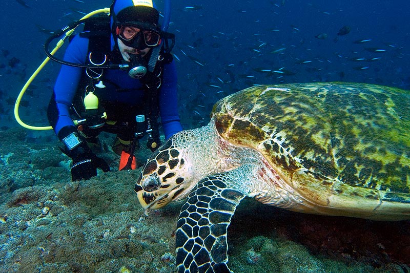 черепаха черепаха