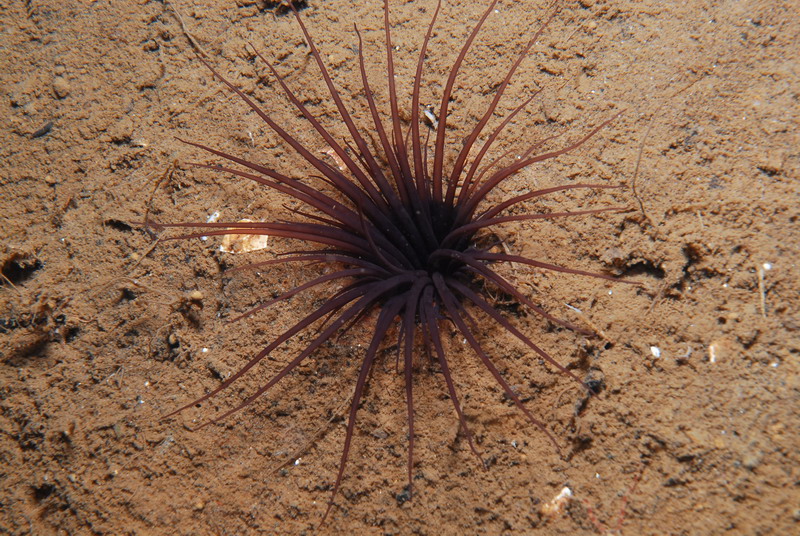 Фото Михаила Семенова. Фото Михаила Семенова.