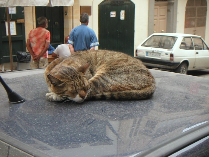 cat 1