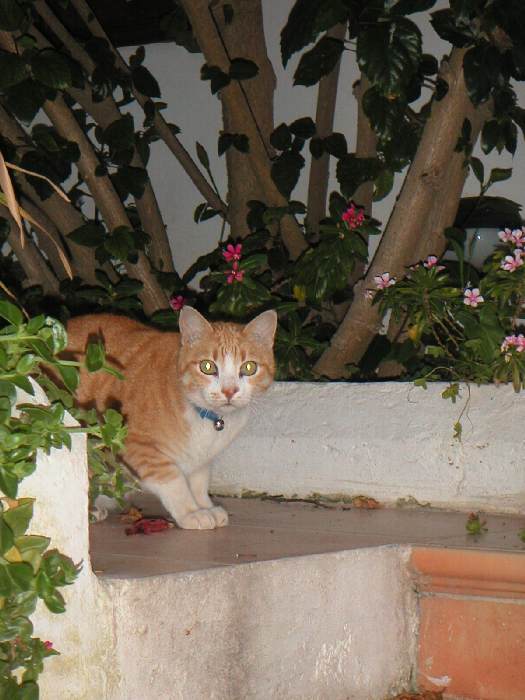 cat 2