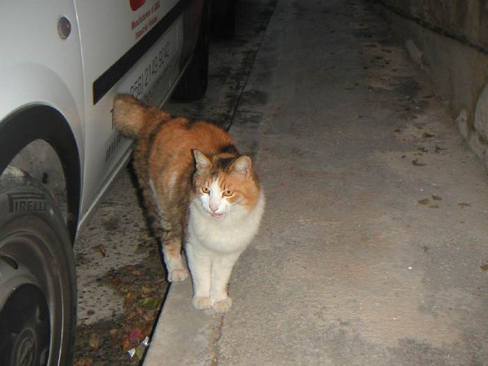 cat 3