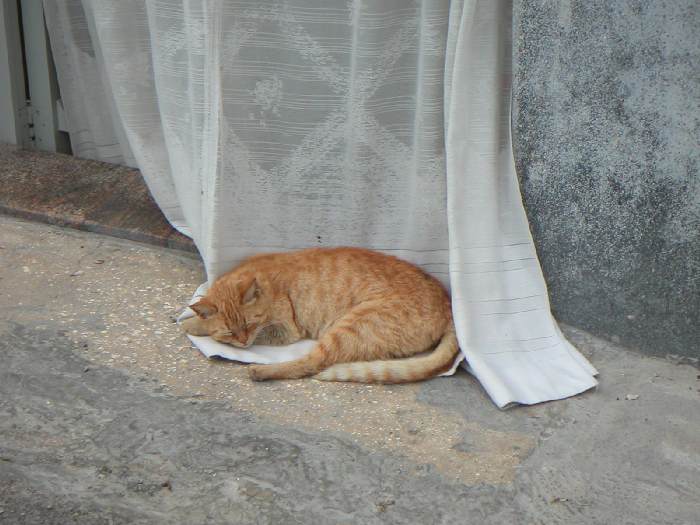 cat 5