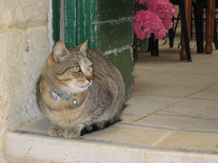 cat 6