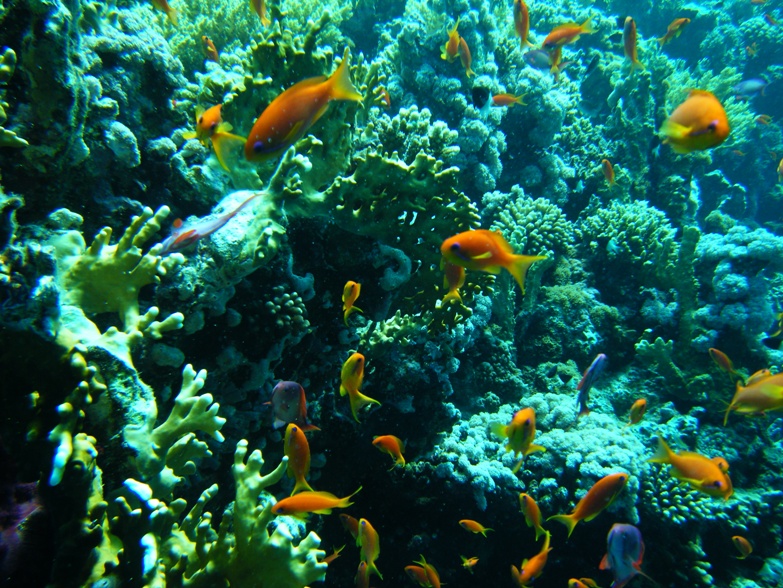 Египет май 2008