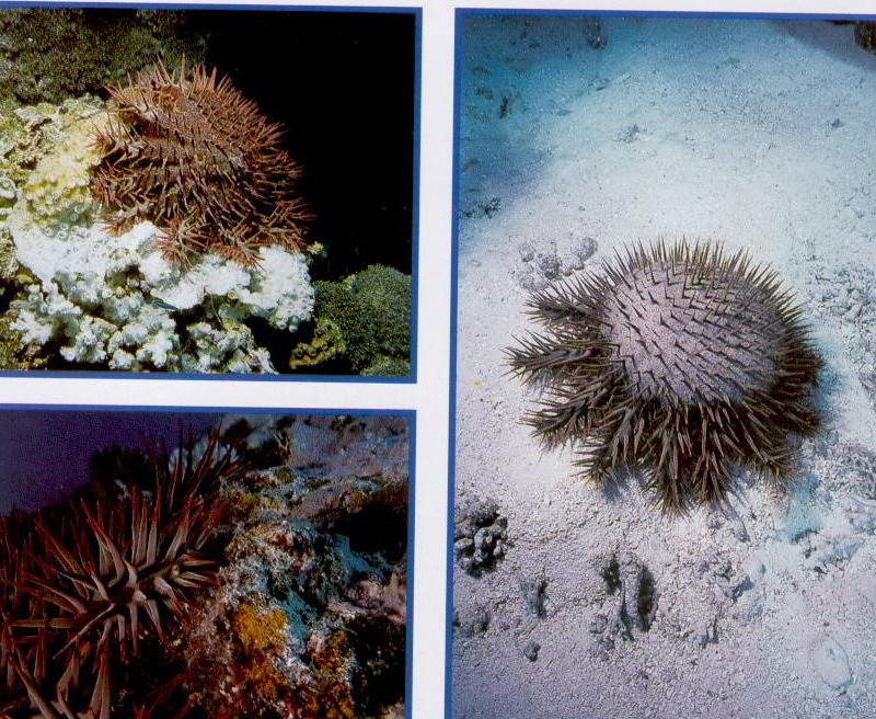 звезда звезда