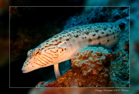 Красное море март 2008 Красное море март 2008