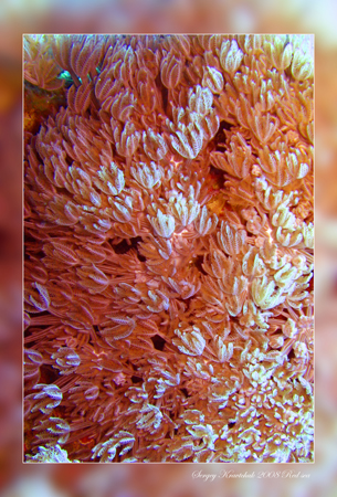 Красное море март 2008 Красное море март 2008