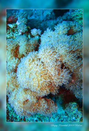 Красное море март 2008 Красное море март 2008