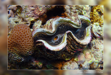 Красное море март 2008 Красное море март 2008