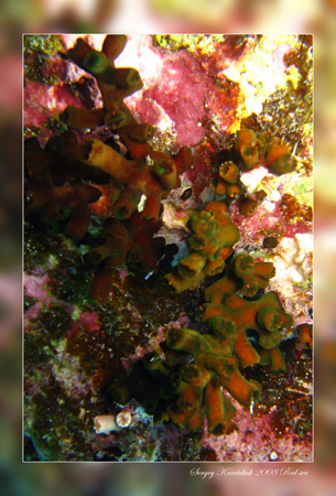 Красное море март 2008