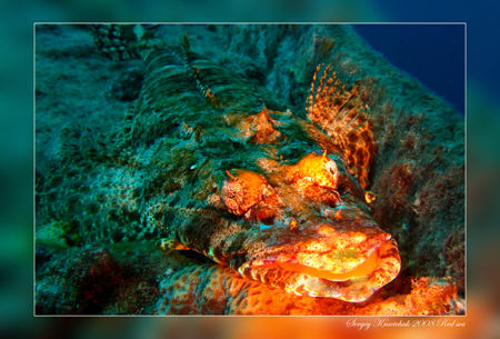 Красное море март 2008 Красное море март 2008