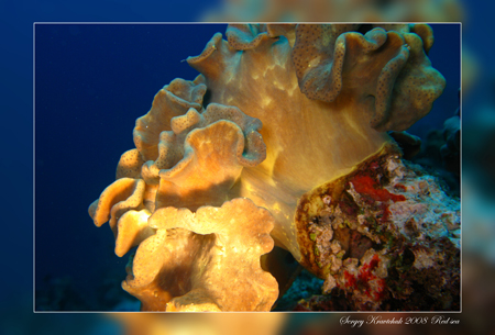 Красное море март 2008