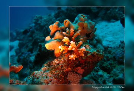 Красное море март 2008