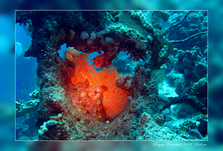 Красное море март 2008