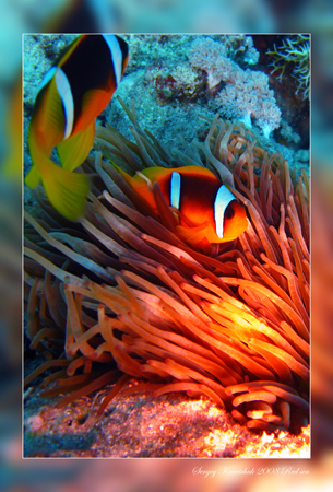 Красное море март 2008