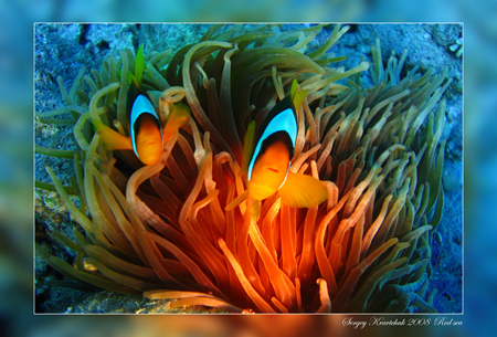 Красное море март 2008