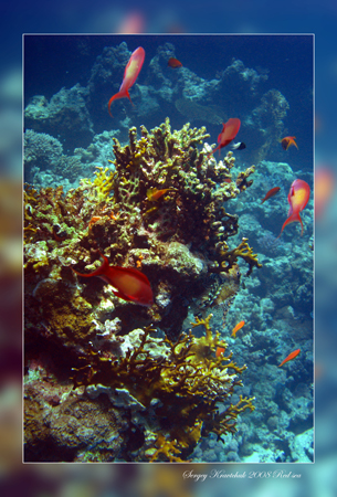 Красное море март 2008