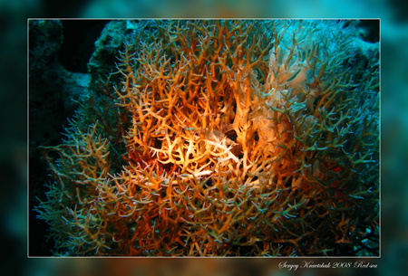 Красное море март 2008