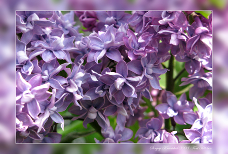 Форт Тотлебень 31.05.2008