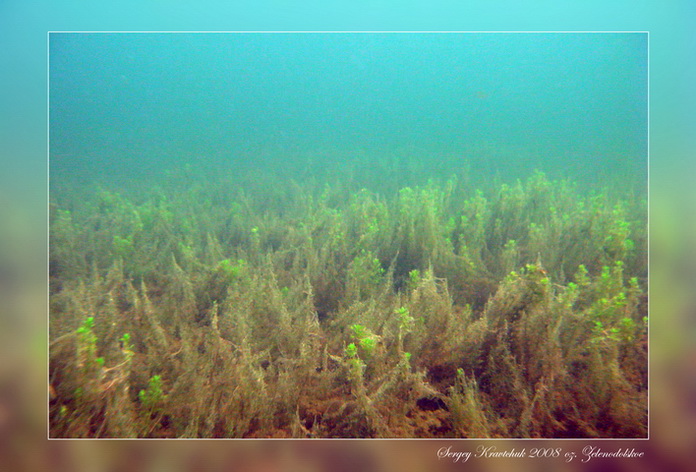 Клуб ProDIVING. Зачет по CMAS **. Озеро Зеленодольское.