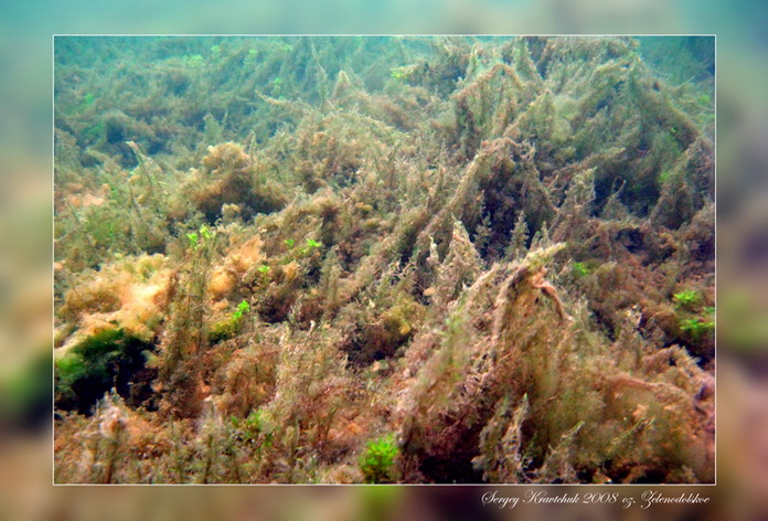 Клуб ProDIVING. Зачет по CMAS **. Озеро Зеленодольское.