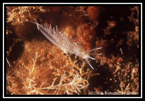 Bohumir Kracmar. Bohumir Kracmar.