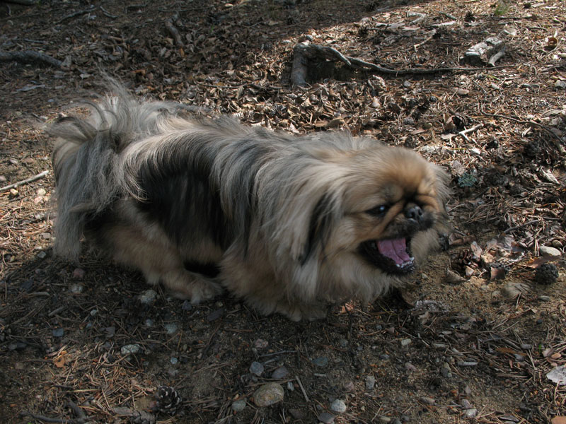 Сапёрное Сапёрное