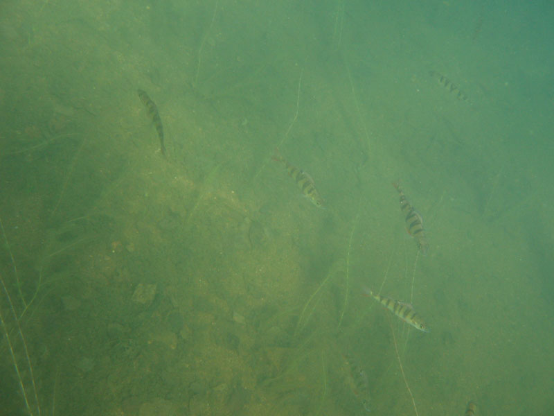 Сапёрное Сапёрное