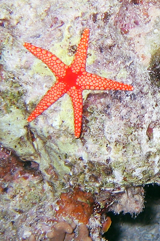 Хургада в июле 2008 г. Хургада в июле 2008 г.