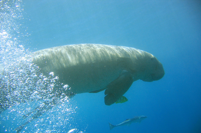 Хургада в июле 2008 г. Хургада в июле 2008 г.