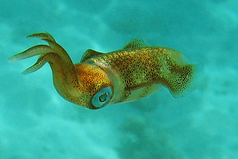 Хургада в июле 2008 г. Хургада в июле 2008 г.