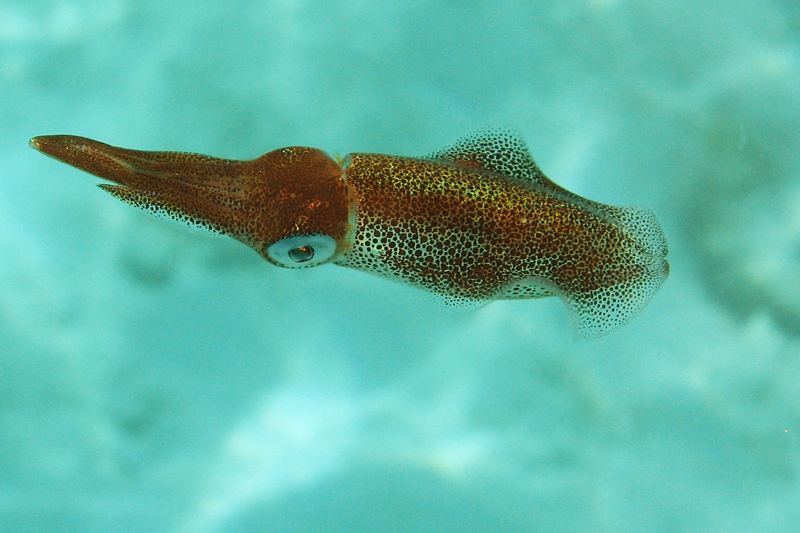 Хургада в июле 2008 г. Хургада в июле 2008 г.