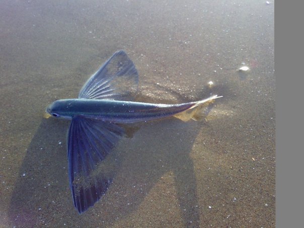 flyfish flyfish