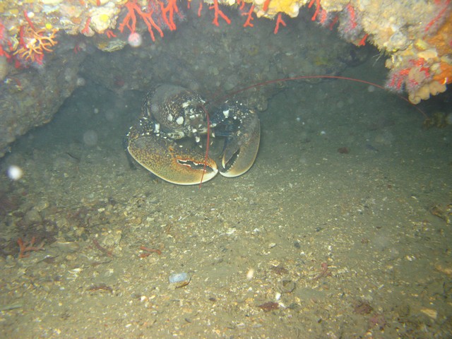 Испания 2008 Медес Испания 2008 Медес