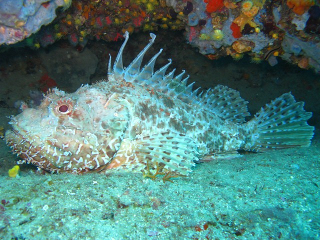 Испания 2008 Медес Испания 2008 Медес