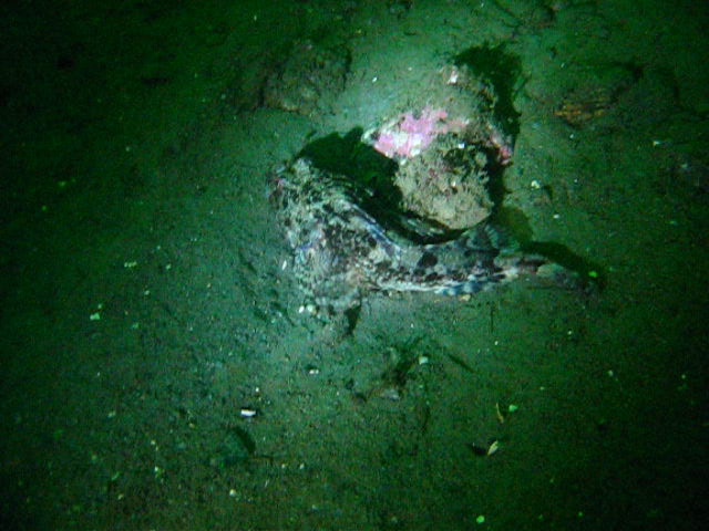 Виллем Баренц сентябрь 2008 Виллем Баренц сентябрь 2008