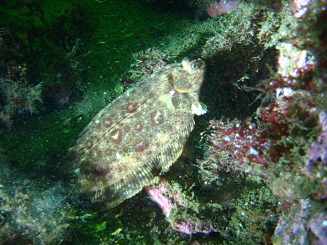 Виллем Баренц сентябрь 2008 Виллем Баренц сентябрь 2008