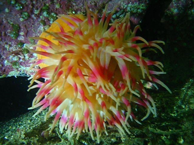 Виллем Баренц сентябрь 2008 Виллем Баренц сентябрь 2008