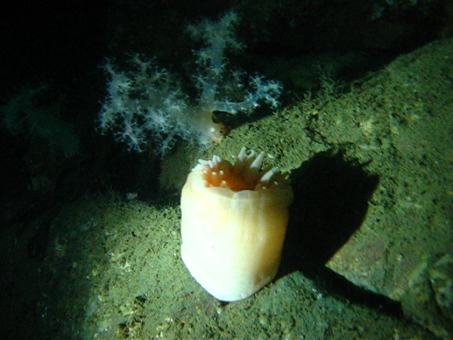 Виллем Баренц сентябрь 2008 Виллем Баренц сентябрь 2008