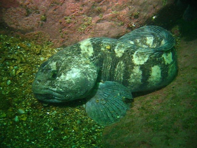 Виллем Баренц сентябрь 2008 Виллем Баренц сентябрь 2008