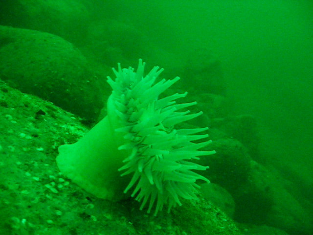 Виллем Баренц сентябрь 2008 Виллем Баренц сентябрь 2008