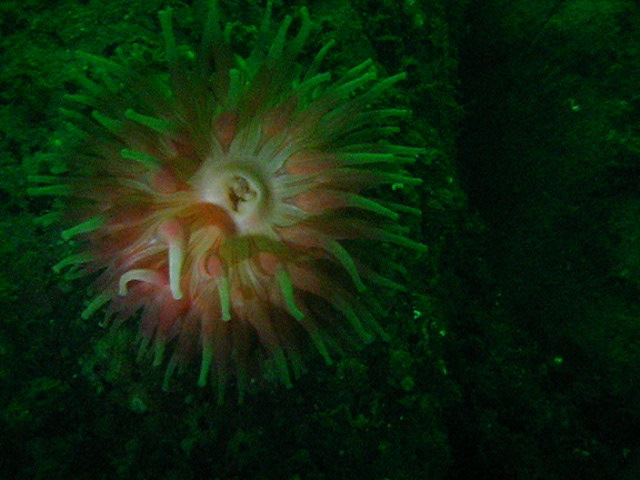 Виллем Баренц сентябрь 2008 Виллем Баренц сентябрь 2008