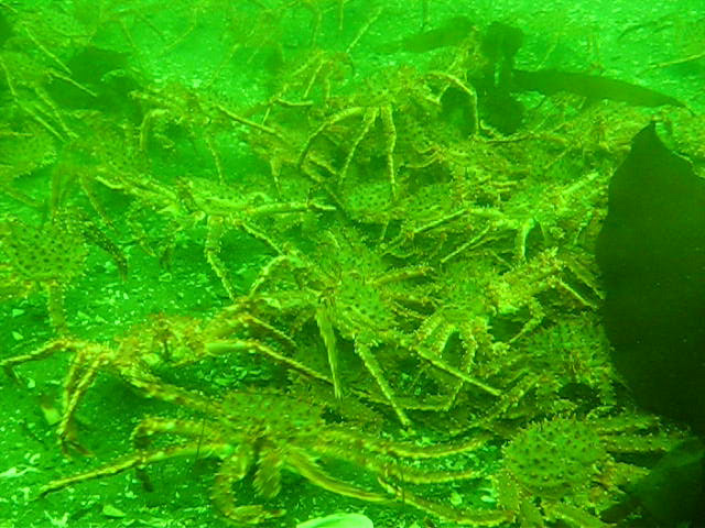 Виллем Баренц сентябрь 2008 Виллем Баренц сентябрь 2008