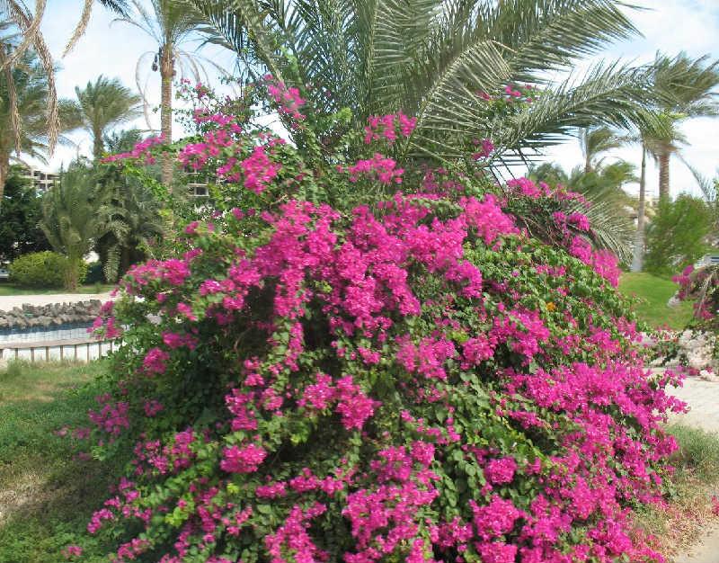 Египет 11-18 окт 2008 Египет 11-18 окт 2008