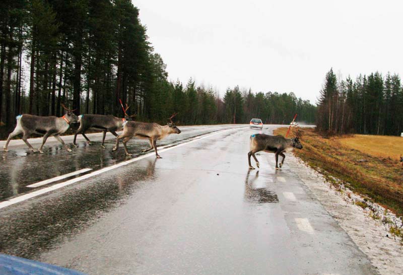 Нарвик (6-10.11.08) Нарвик (6-10.11.08)