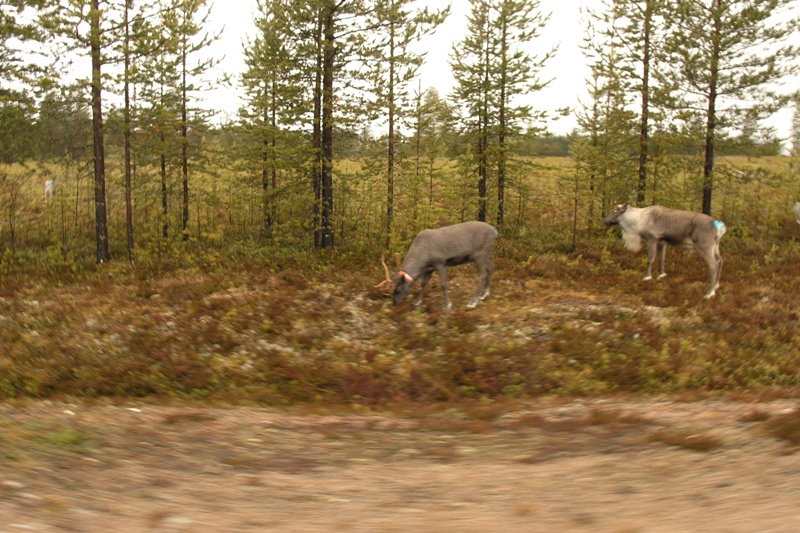 Нарвик (6-10.11.08) Нарвик (6-10.11.08)